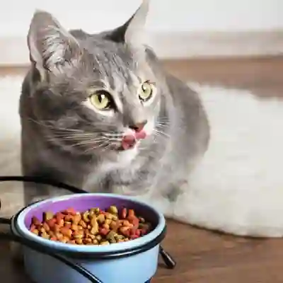 Image Alternative Text
